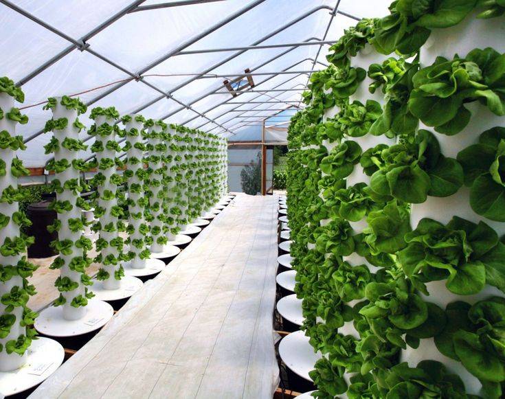 Easy To Try Hydroponic Gardening For Beginners Design Ideas And
