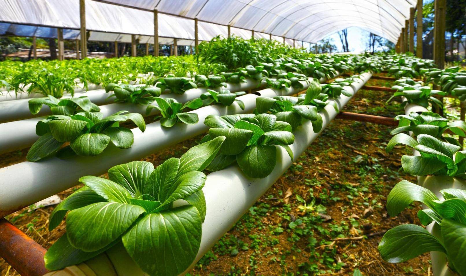 Hydroponic Gardening Supplies