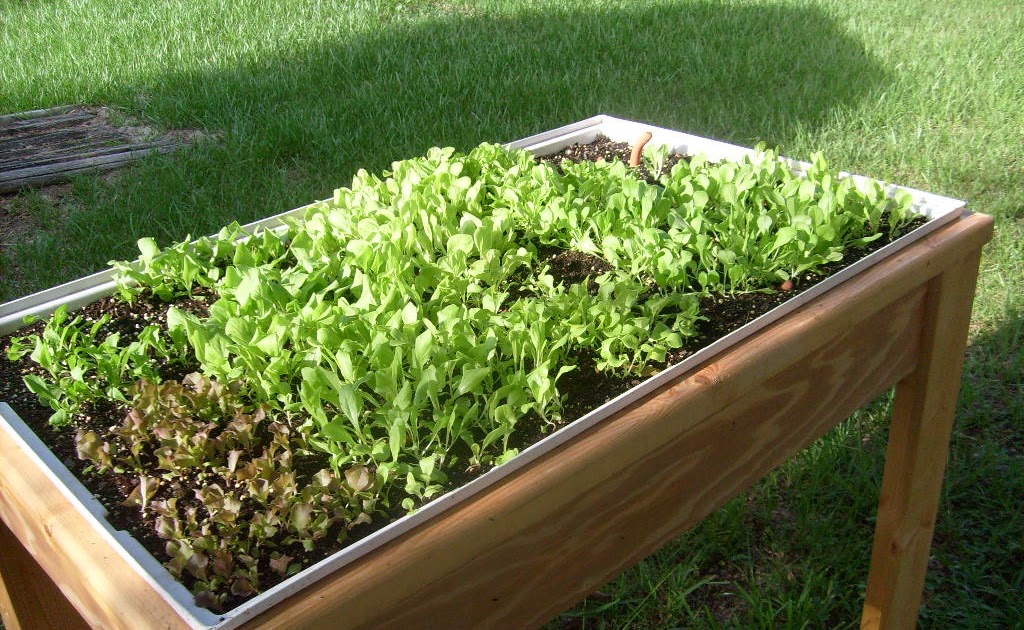 Hydroponic Kratky Method