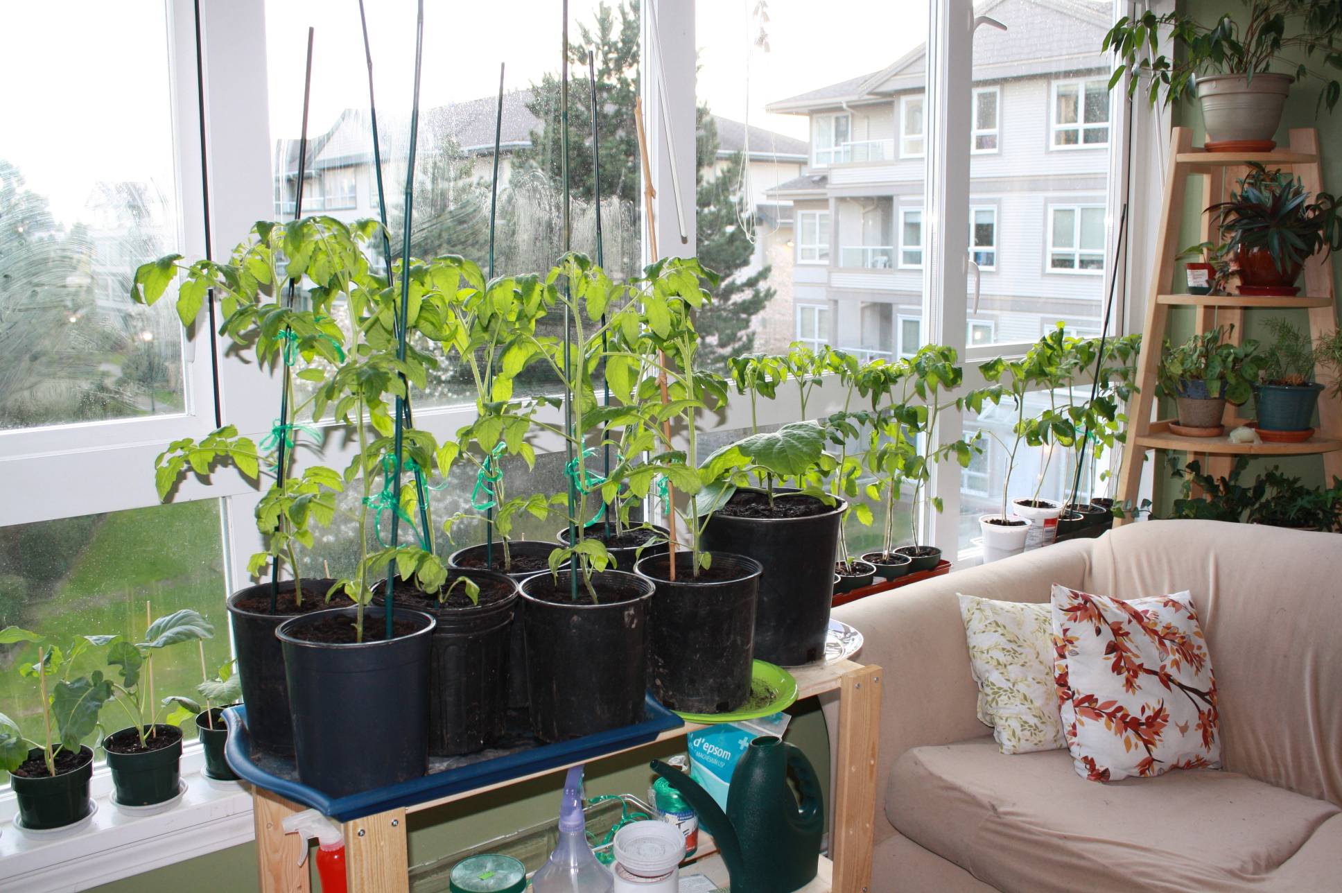 Pretty Hanging Plants Ideas