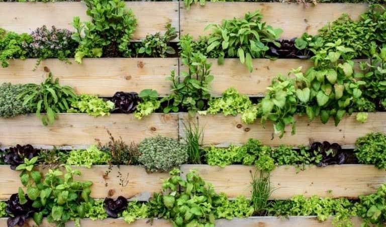 Herb Garden Planted Imgur Vegetable Garden Boxes