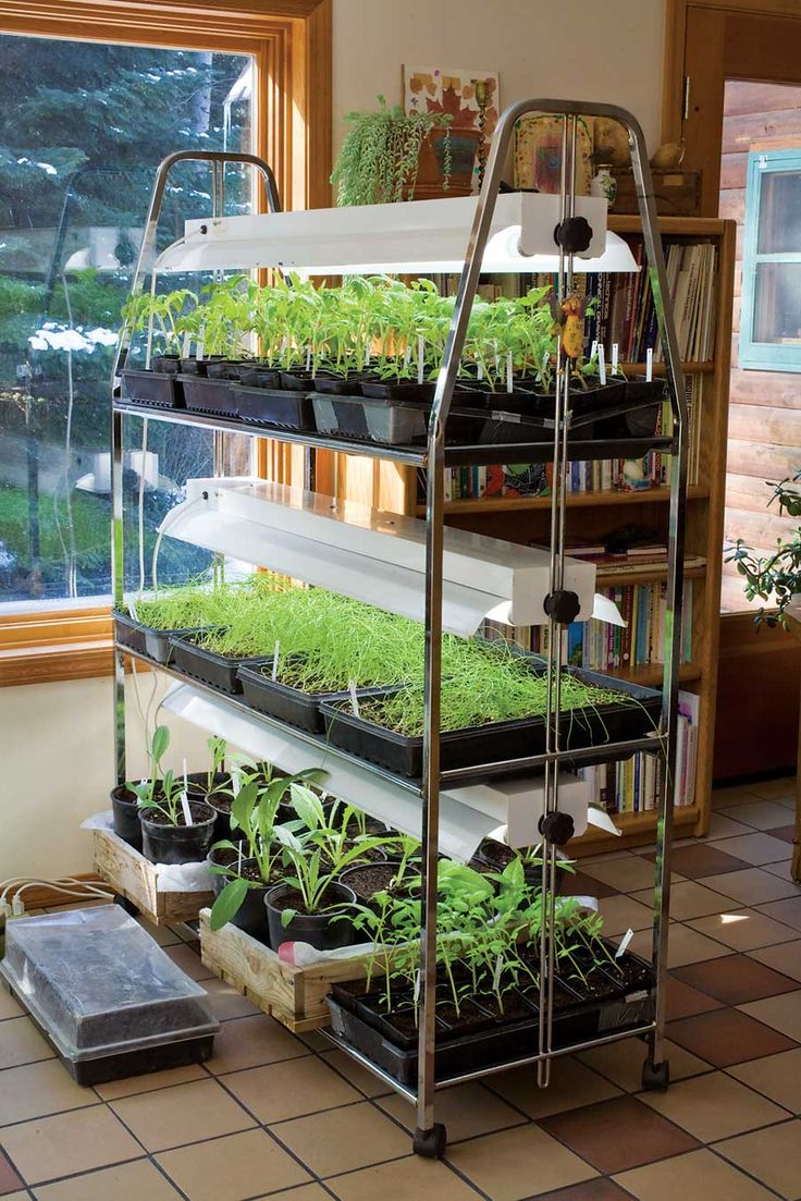An Urban Vegetable Garden