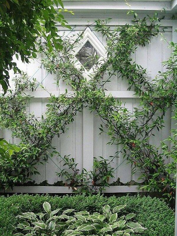 Beautiful And Functional Trellis Ideas