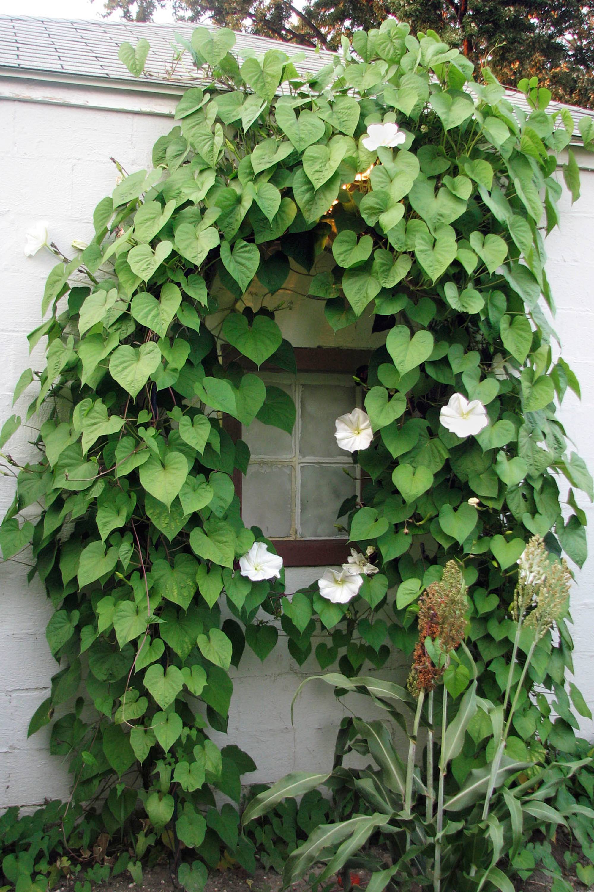 Amazing Vertical Garden Ideas