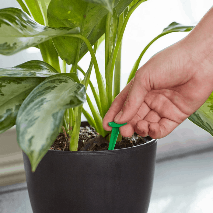 Indoor Gardening Ideas