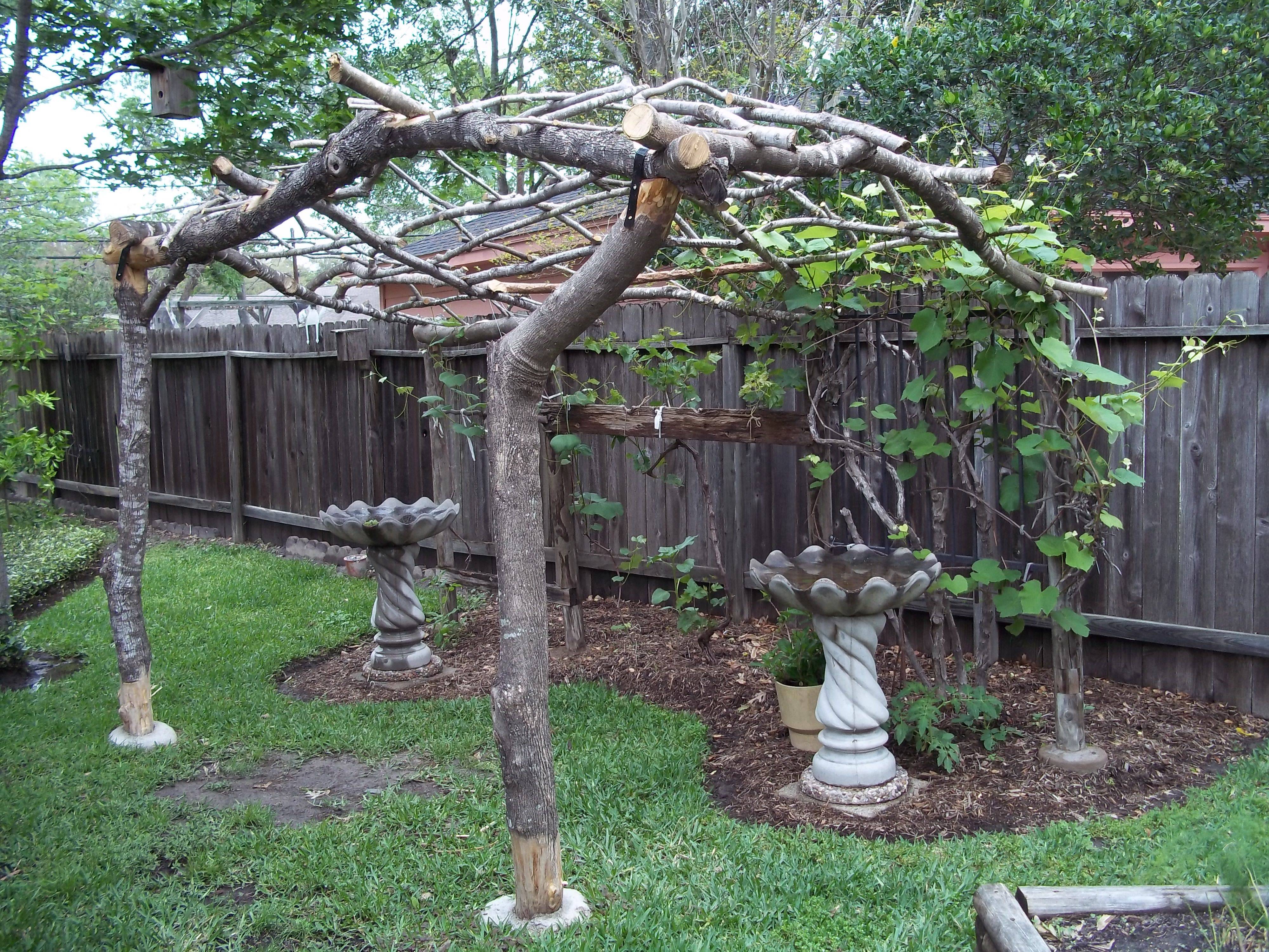 Inspiring Grape Vine Ideas