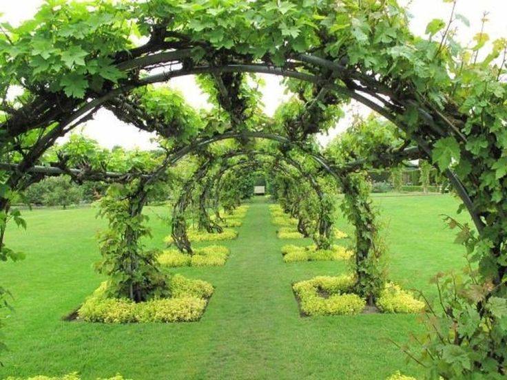 Inspiring Grape Vine Ideas
