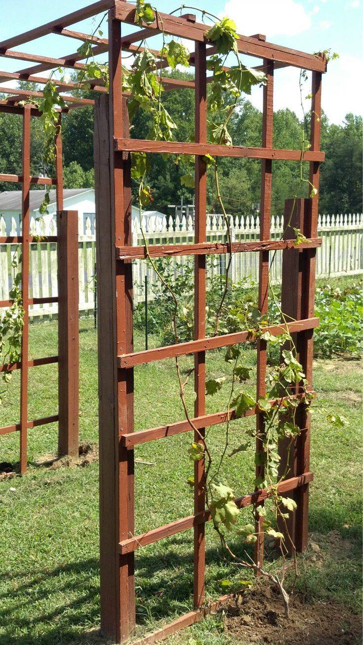 Beautiful Grape Vine Ideas