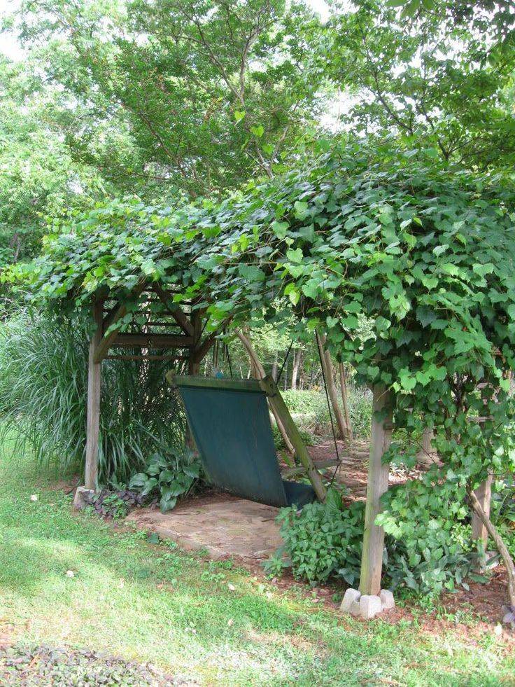 Vine Trellis
