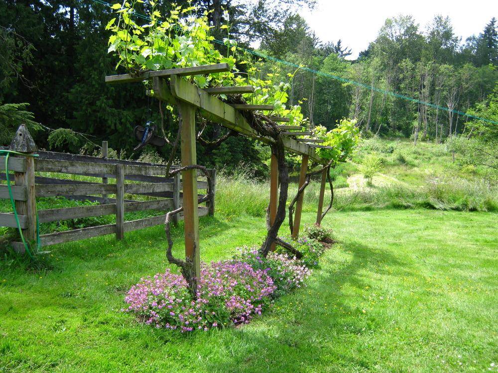 Grape Vine Arbor Garden Ideas