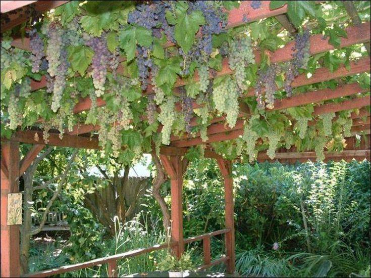 Grape Vine Arbor
