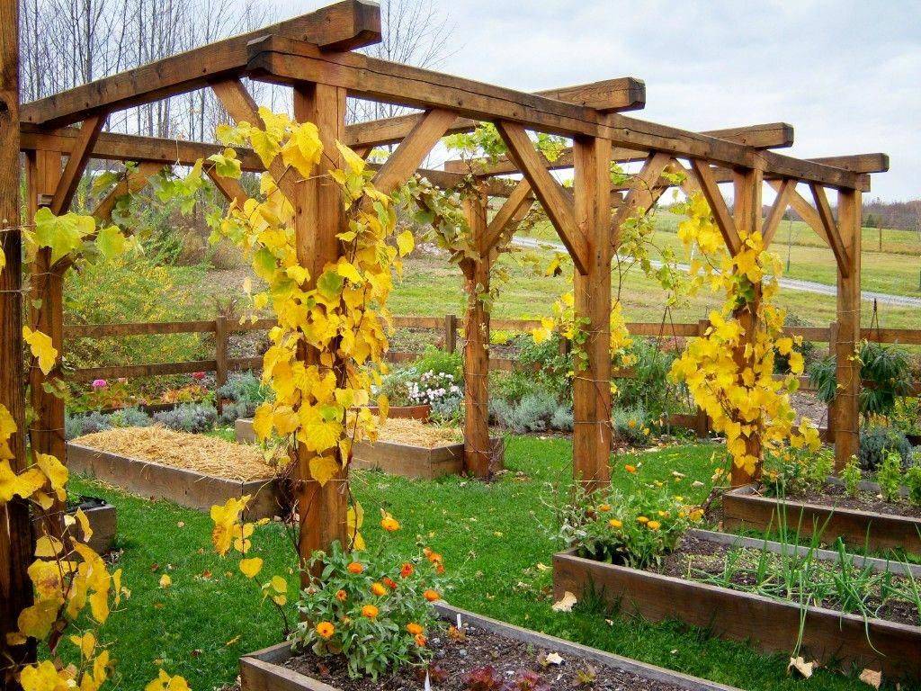 Inspiring Grape Vine Ideas