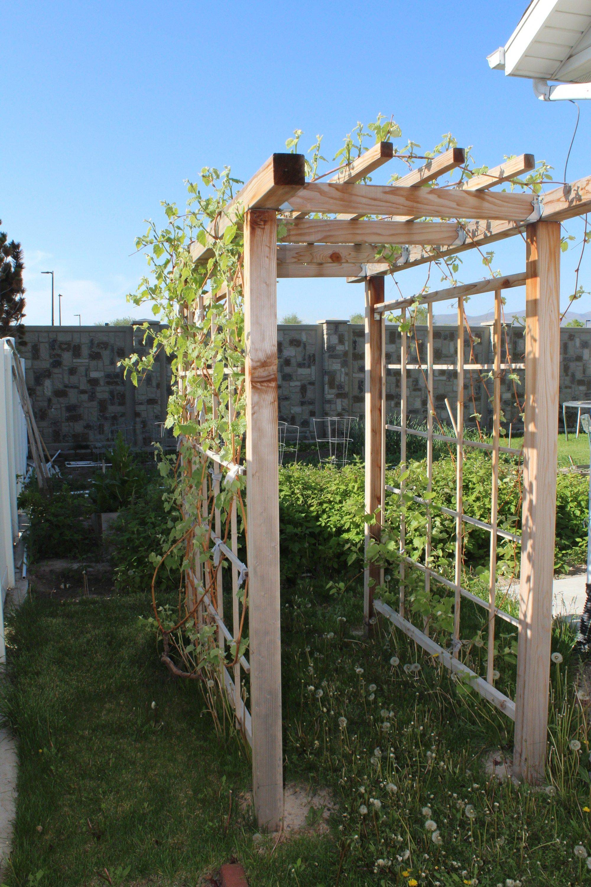 Muscadine Grape Vine Arbor