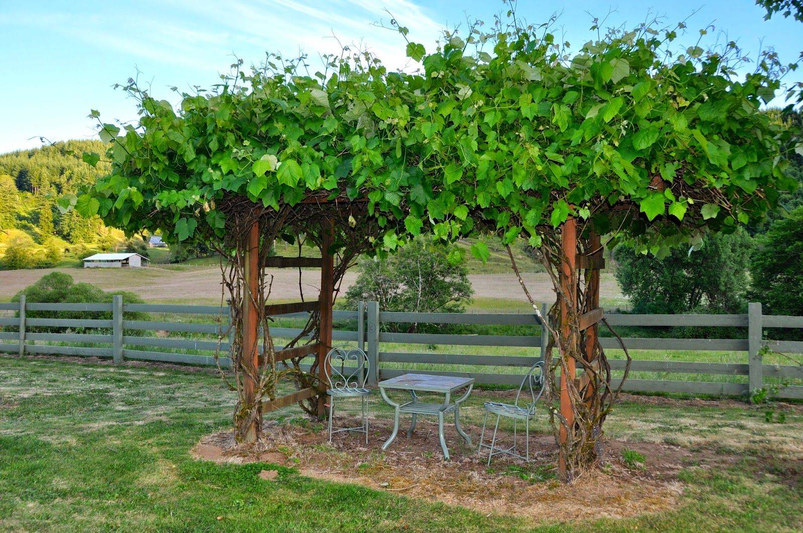 Vines And Climbers Forumcompanion