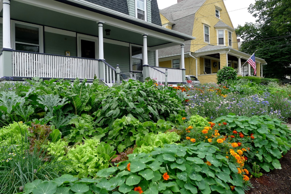 Edible Balcony Garden Pictures