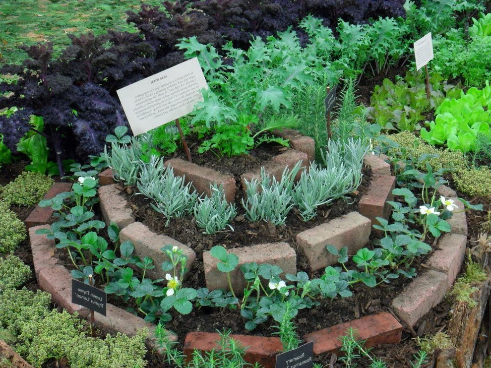 An Indoor Edible Garden