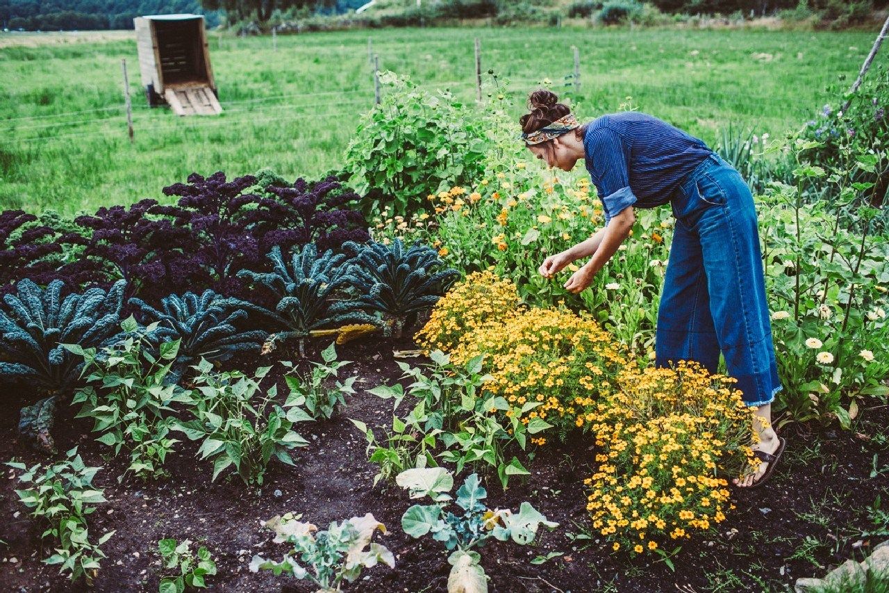 Indoor Edible Garden Guide Williams Sonoma