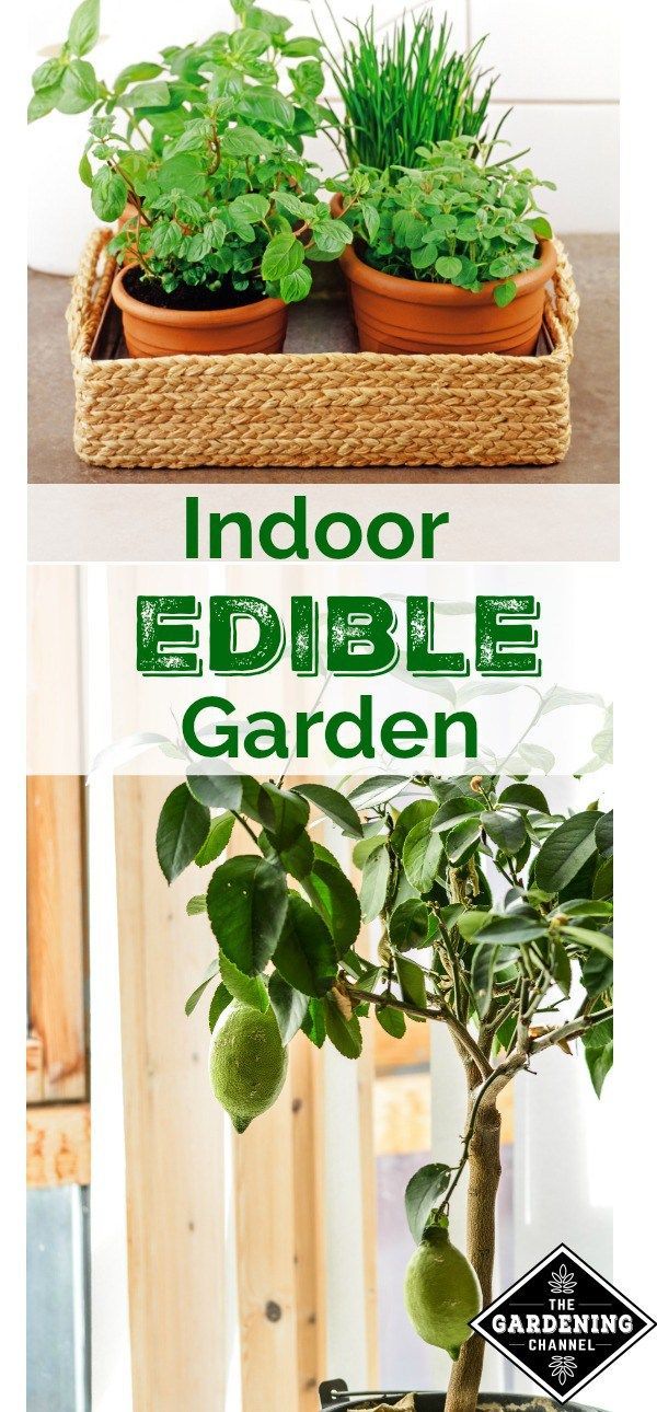 Indoor Edible Garden