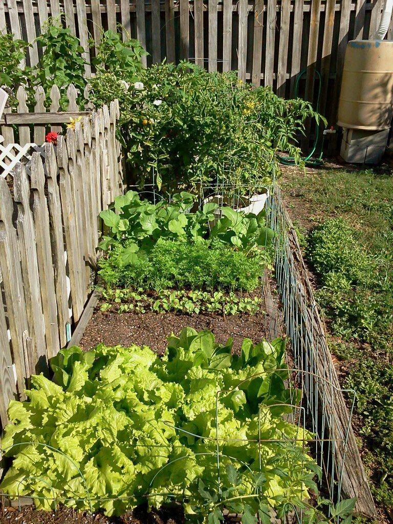 Innovative Food Gardens Ideas