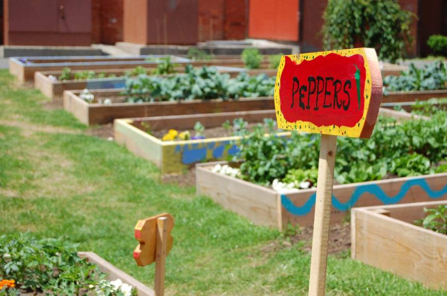 Community Food Garden