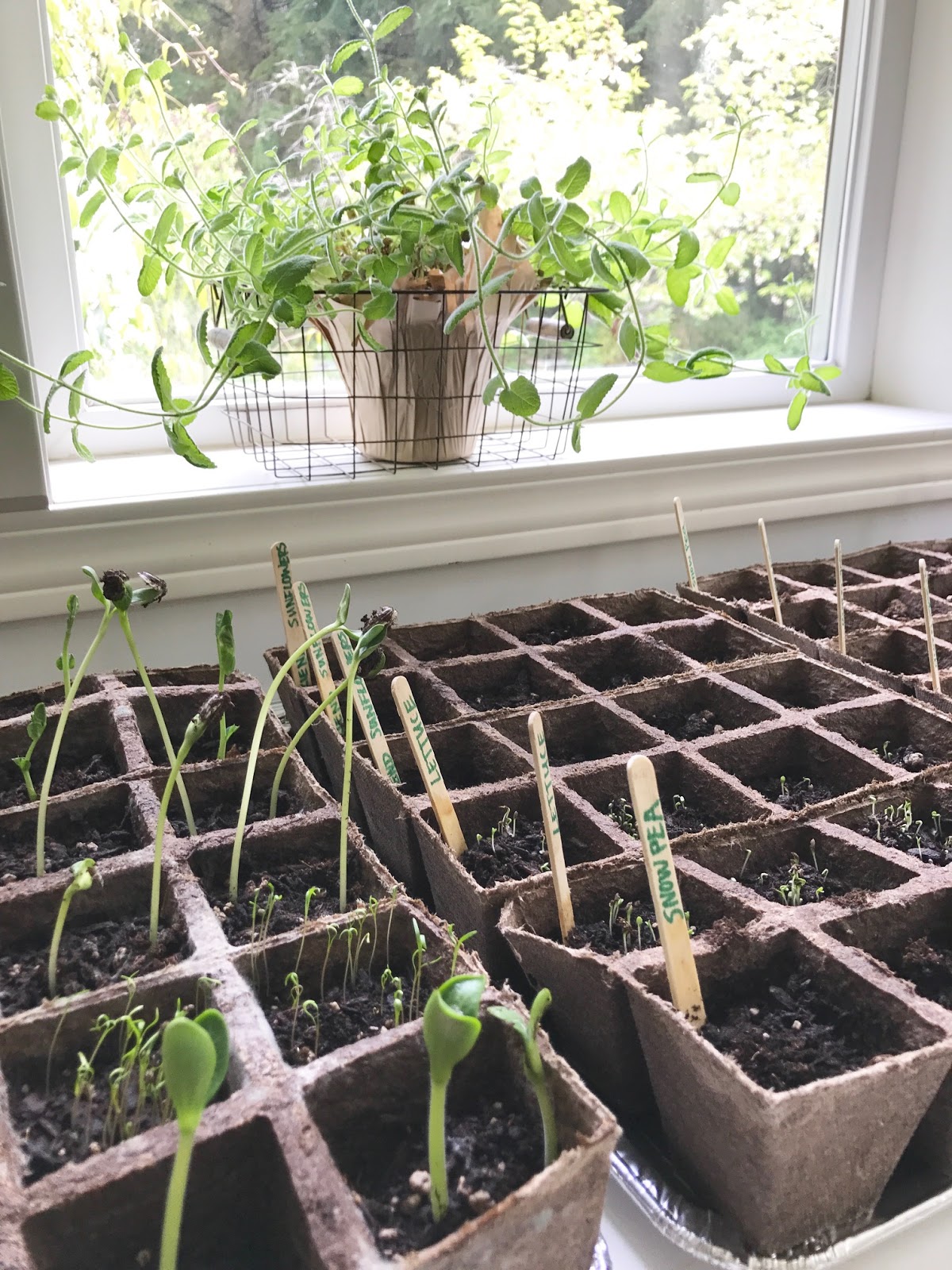 My Indoor Gardenseed Starting Setup