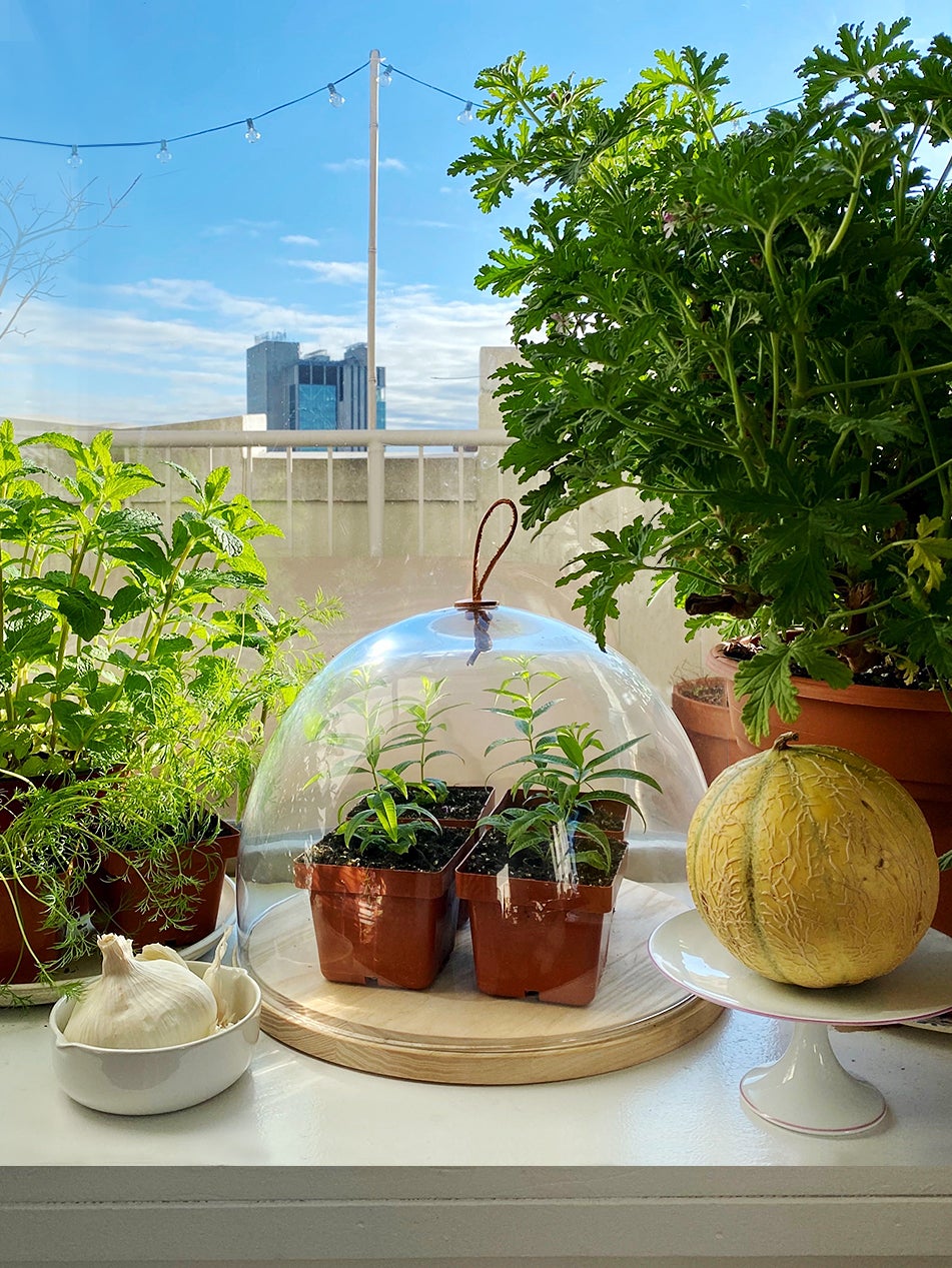 An Indoor Garden Room