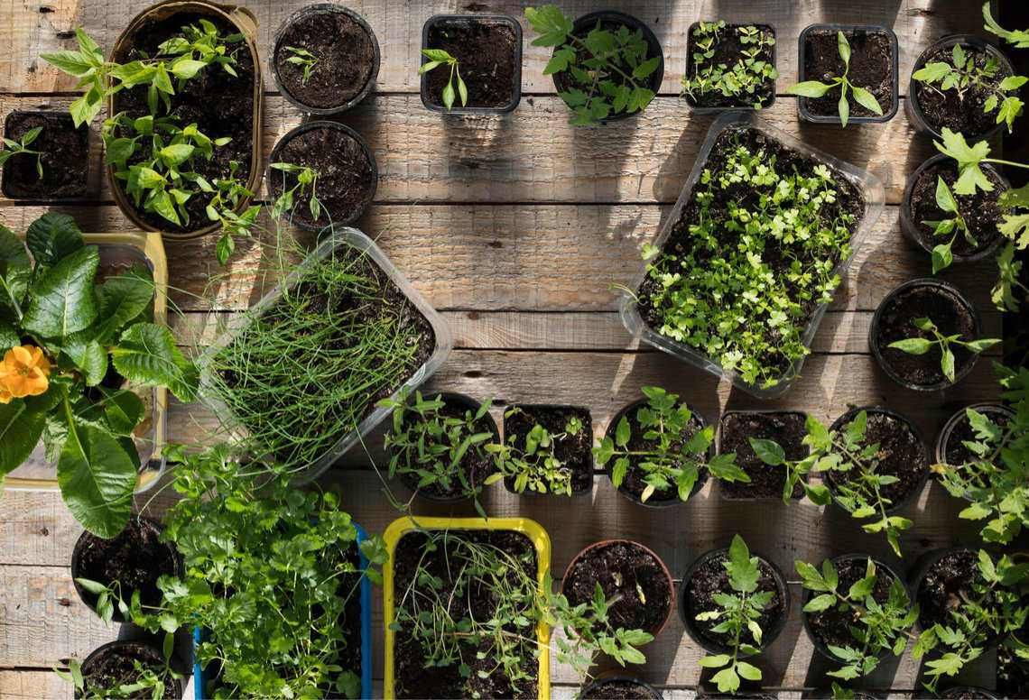 An Indoor Herb Garden