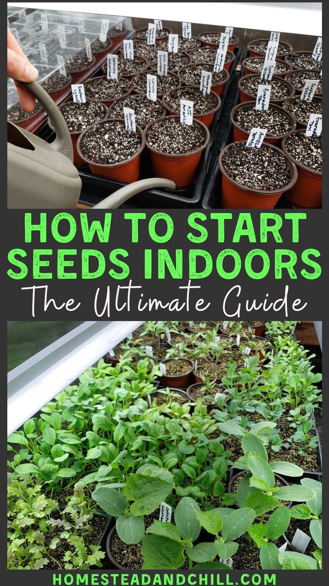 Seeds Indoors