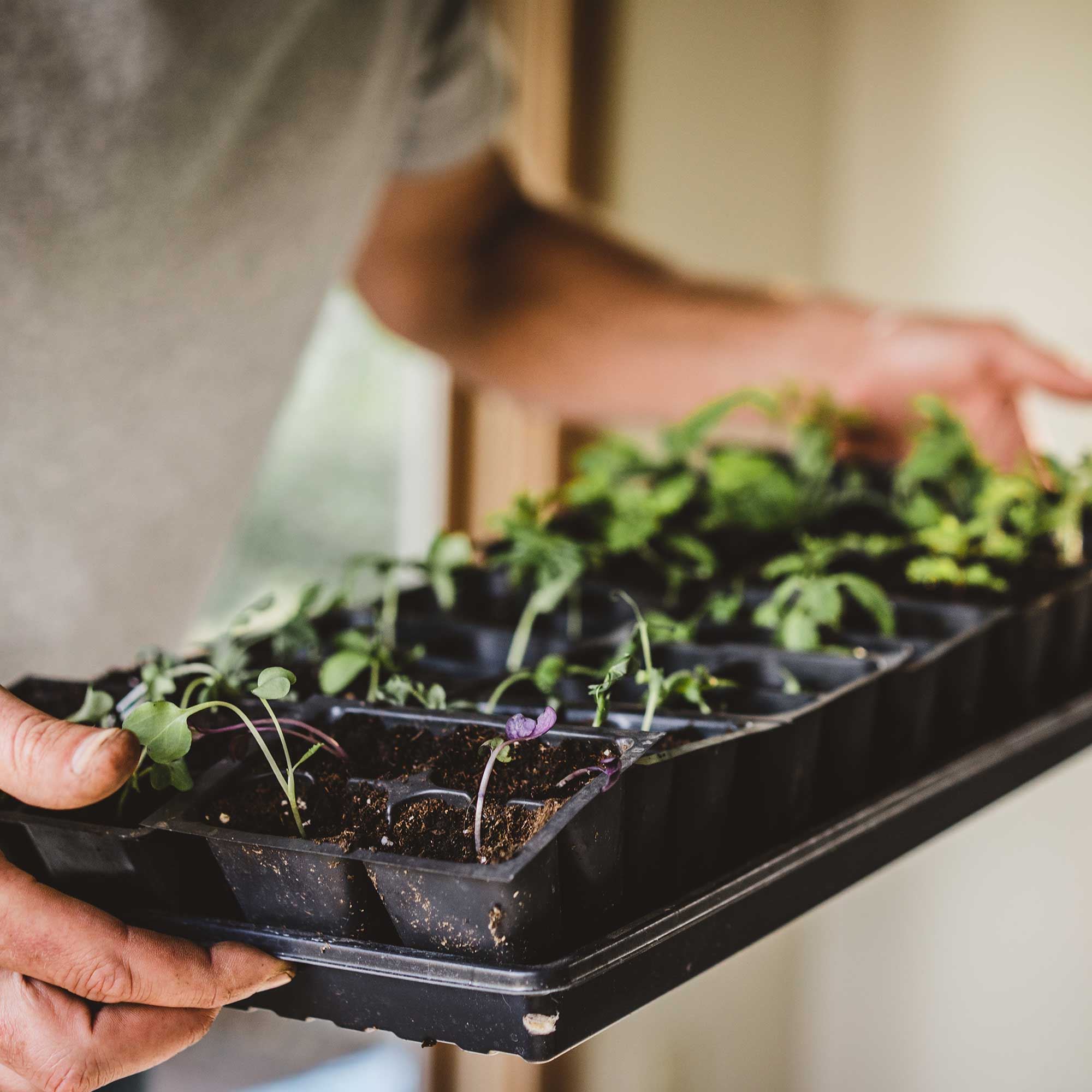 Indoor Grow Lights