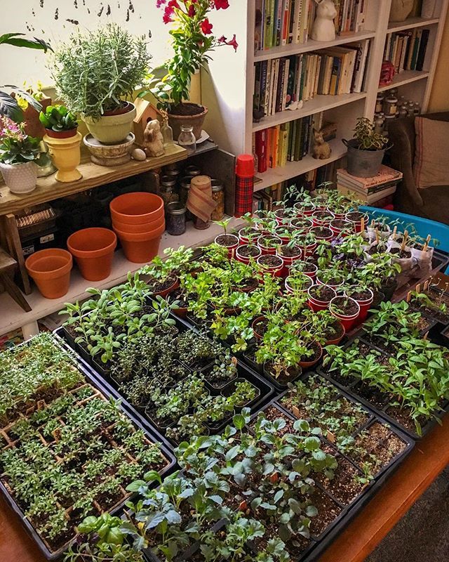 Indoor Vegetable Garden