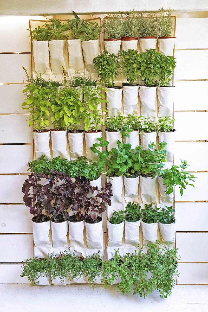 A Vegetable Garden Indoors