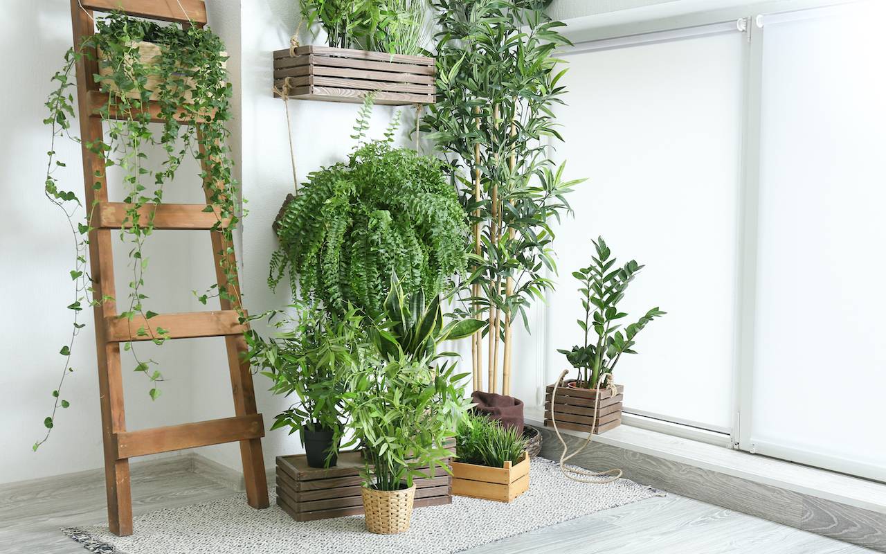 An Indoor Herb Garden