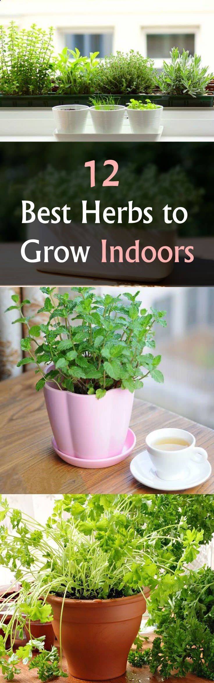 Your Indoor Garden