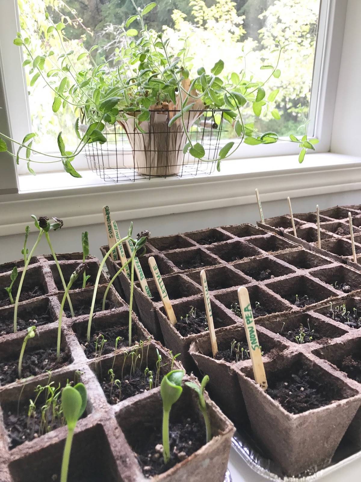 An Indoor Herb Garden