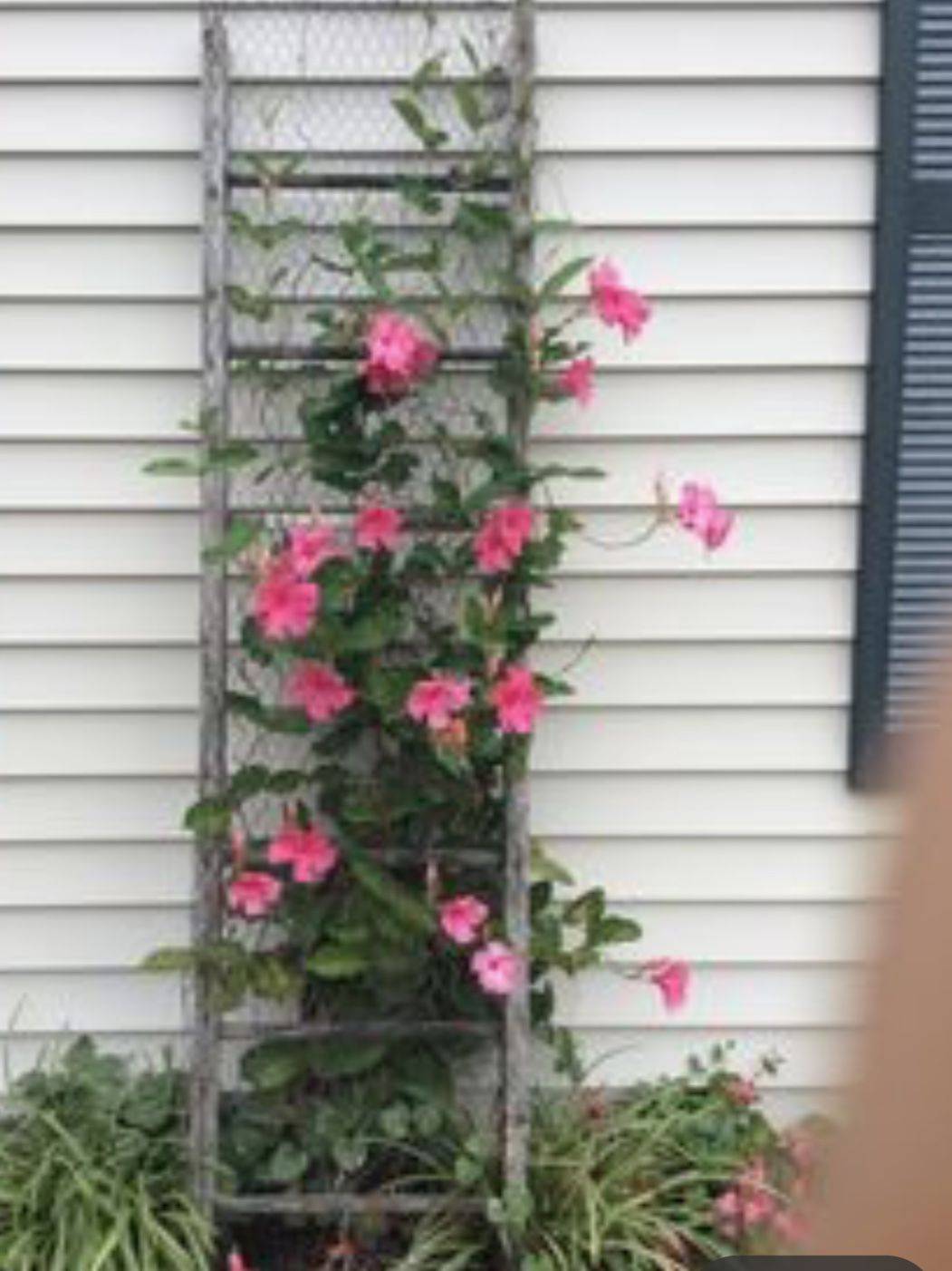 Entrance Colorful Garden