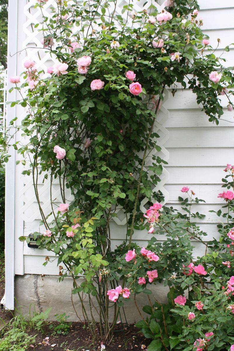 Growing With Plants Climbing Roses On Folly