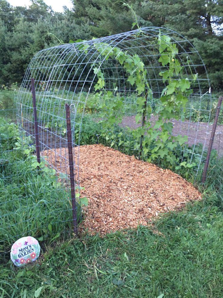 Pea Trellis Pea Tunnel Sweat Pea Trellis