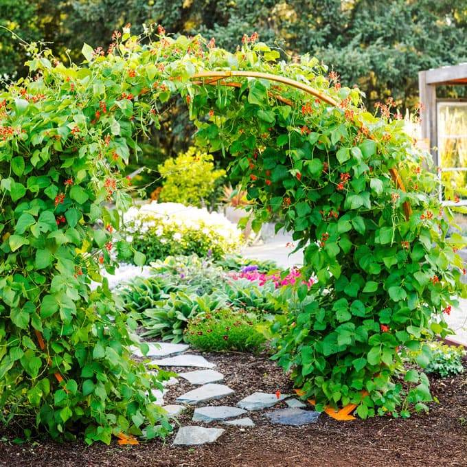 A Garden Trellis