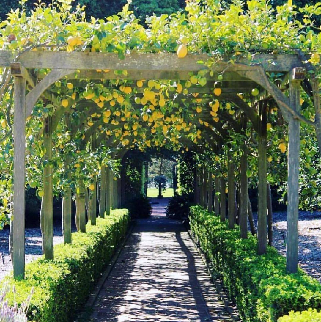 24 DIY Garden Tunnel Ideas To Try This Year SharonSable