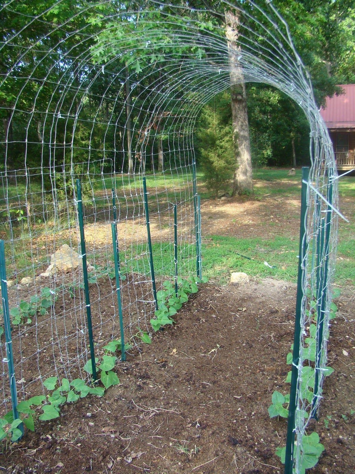 Your Very Own Vegetable Garden