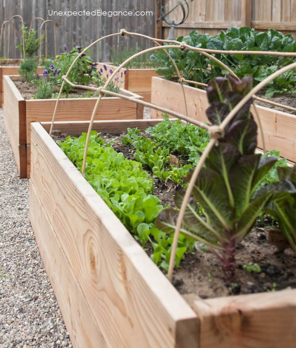 Best Creative And Easy Backyard Chicken Tunnel