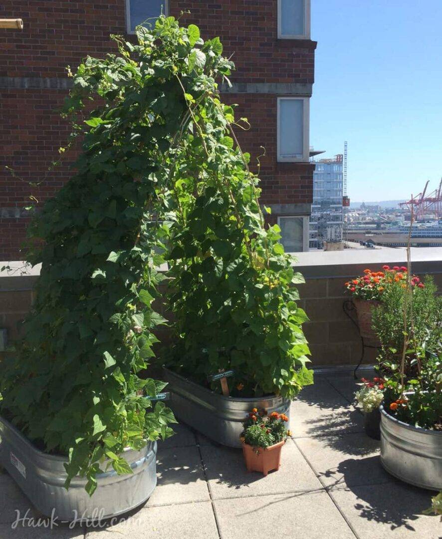 Repurpose And Recycling Gardening Ideas