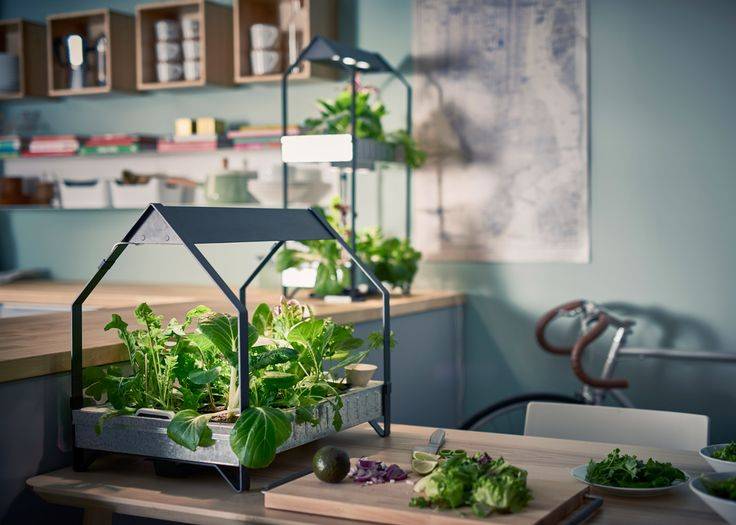 Growing Vegetables