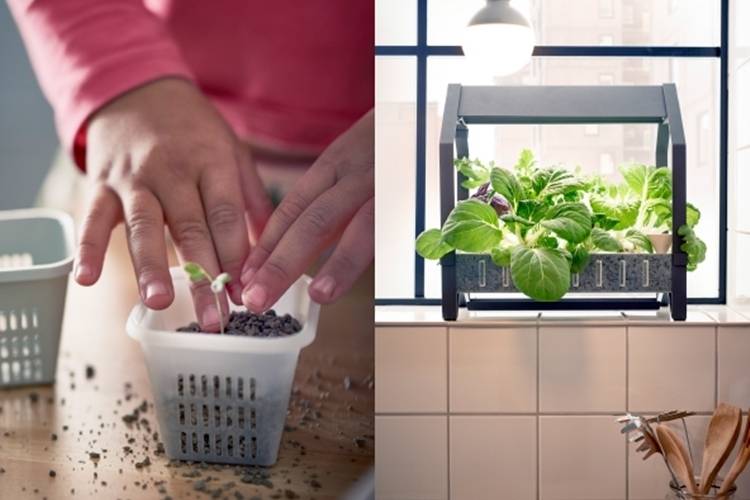 A Hydroponic Indoor Gardening Kit Hydroponics