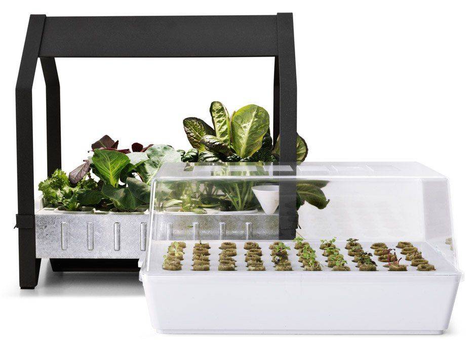 An Indoor Garden