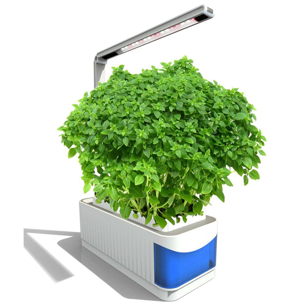 Mini Microgreens Growing Kit Radish Grow