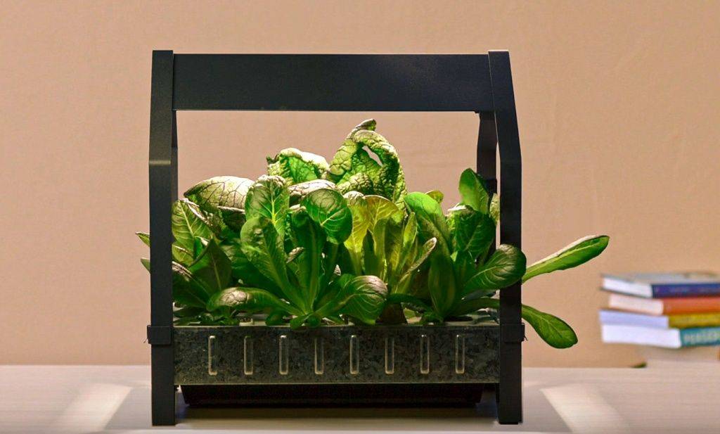 A Hydroponic Countertop Garden Kit Gardenista