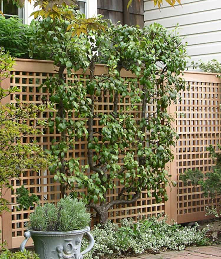 Duratrel Belmont Arbor