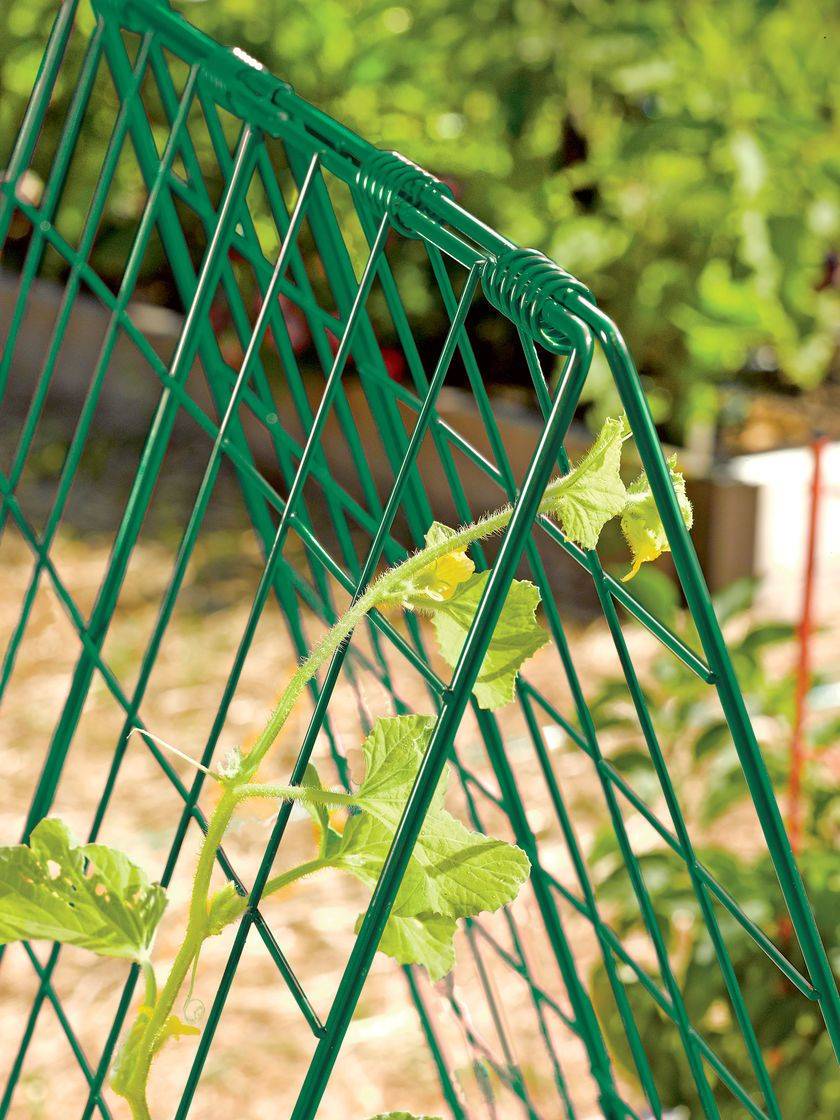 Classic Metal Garden Wall Mounted Trellis
