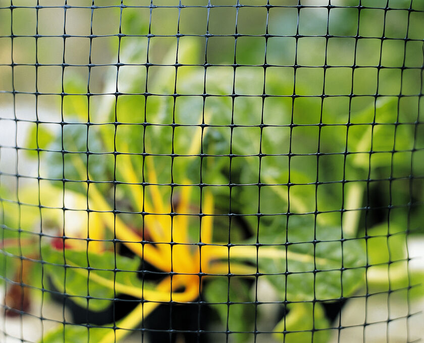 Cabbage Whites